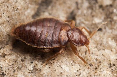 Exterminate Bed Bugs with Fumigation Services!