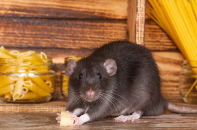Exterminate Mice and Rats with Fumigation Services!