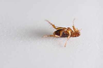 Kill Fleas with Fumigation Services!